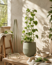 Clevoriad™ LeafRise Plant Support Set