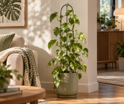 Clevoriad™ LeafRise Plant Support Set